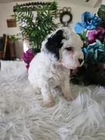 Oreo, a male Cavapoo for sale in Lancaster, MO – 6 of 10