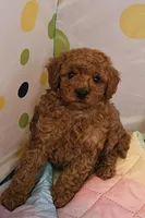 Clive, a female Cavapoo and Poodle - Toy  for sale in Lancaster, MO – Photo 2 of 3