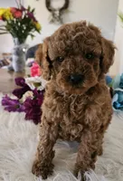 Clive, a female Cavapoo and Poodle - Toy  for sale in Lancaster, MO – Photo 1 of 3