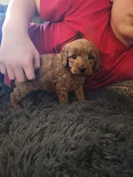 Clive, a female Cavapoo and Poodle - Toy  for sale in Lancaster, MO – Photo 3 of 3