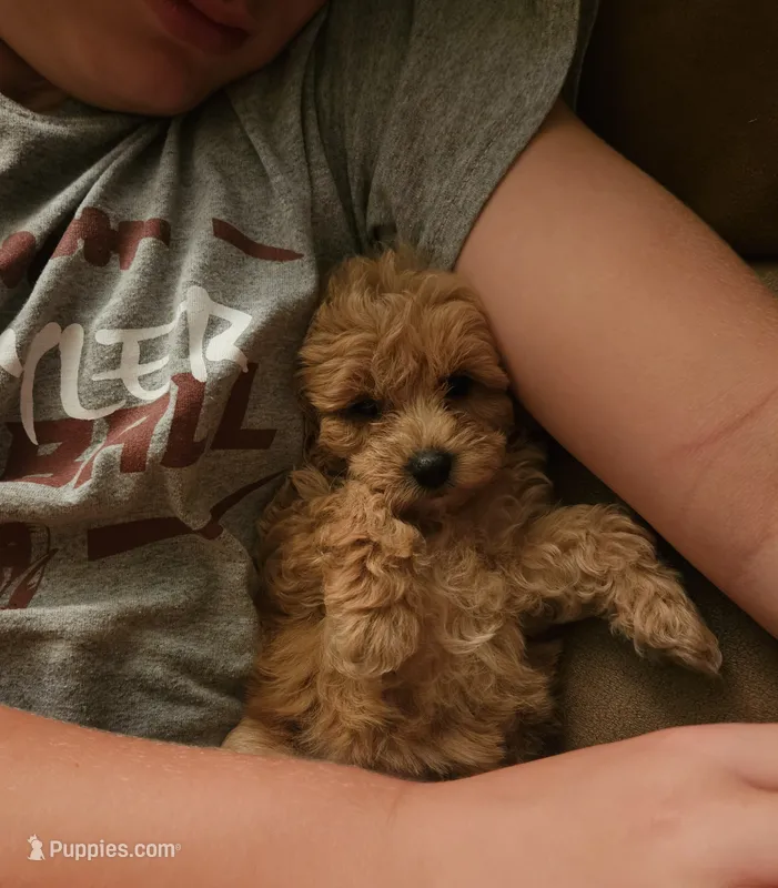 Bandy – Maltipoo puppy for sale in Lancaster, MO