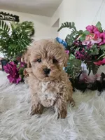 Fluffy, a male Maltipoo for sale in Lancaster, MO – 4 of 5
