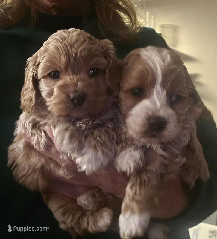 cockapoo babes, a male Cockapoo for sale in Lancaster, MO – Photo 1 of 4
