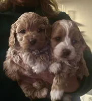 cockapoo babes, a male Cockapoo for sale in Lancaster, MO – Photo 1 of 4