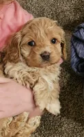 cockapoo babes, a male Cockapoo for sale in Lancaster, MO – Photo 2 of 4