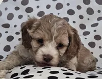 cockapoo babes, a male Cockapoo for sale in Lancaster, MO – Photo 4 of 4