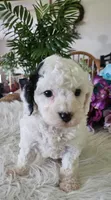 Oreo, a male Cavapoo for sale in Lancaster, MO – 9 of 10