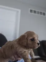 Miley, a female Cavapoo and Poodle - Toy  for sale in Lancaster, MO – Photo 3 of 4