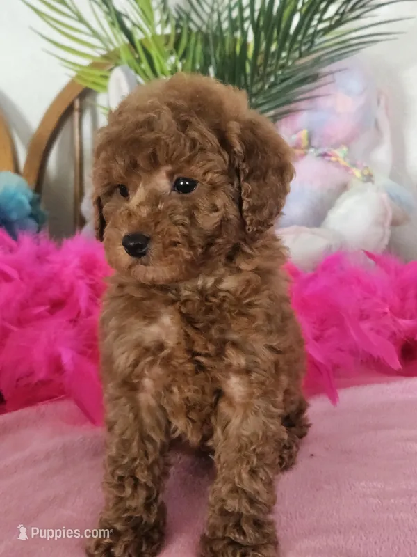 Miley – Cavapoo, Poodle - Toy  puppy for sale in Lancaster, MO