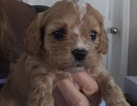 Miley, a female Cavapoo and Poodle - Toy  for sale in Lancaster, MO – Photo 2 of 4