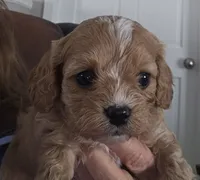 Miley, a female Cavapoo and Poodle - Toy  for sale in Lancaster, MO – Photo 4 of 4