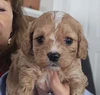 Miley, a female Cavapoo and Poodle - Toy  for sale in Lancaster, MO – Photo 1 of 4
