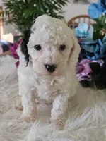 Oreo, a male Cavapoo for sale in Lancaster, MO – 3 of 10