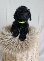 Pepper, a male Poodle - Miniature  for sale in Walnut Creek, CA – Photo 2 of 3