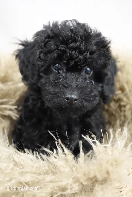 Pepper – Poodle - Miniature  puppy for sale in Walnut Creek, CA