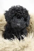 Pepper, a male Poodle - Miniature  for sale in Walnut Creek, CA – Photo 1 of 3