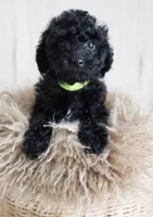 Pepper, a male Poodle - Miniature  for sale in Walnut Creek, CA – Photo 3 of 3