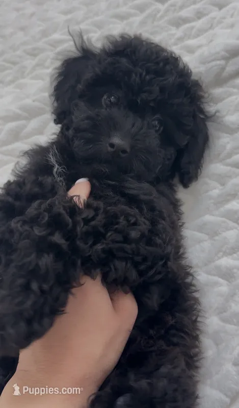 Lime – Poodle - Miniature  puppy for sale in Austin, TX
