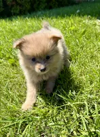 Blossom, a female Pomeranian for sale in Round Lake Beach, IL – 3 of 4