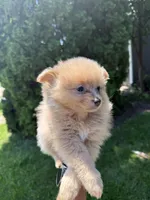 Blossom, a female Pomeranian for sale in Round Lake Beach, IL – 1 of 4