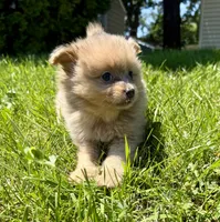Blossom, a female Pomeranian for sale in Round Lake Beach, IL – 2 of 4