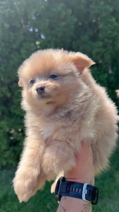 Blossom, a female Pomeranian for sale in Round Lake Beach, IL – 4 of 4