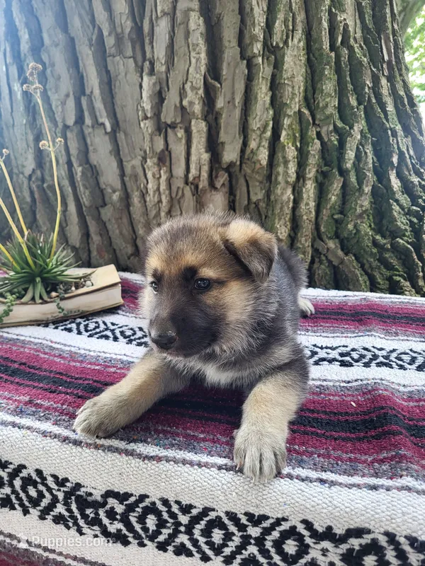 Queenie – German Shepherd Dog puppy for sale in Nappanee, IN