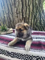 Queenie, a female German Shepherd Dog for sale in Nappanee, IN – 1 of 1