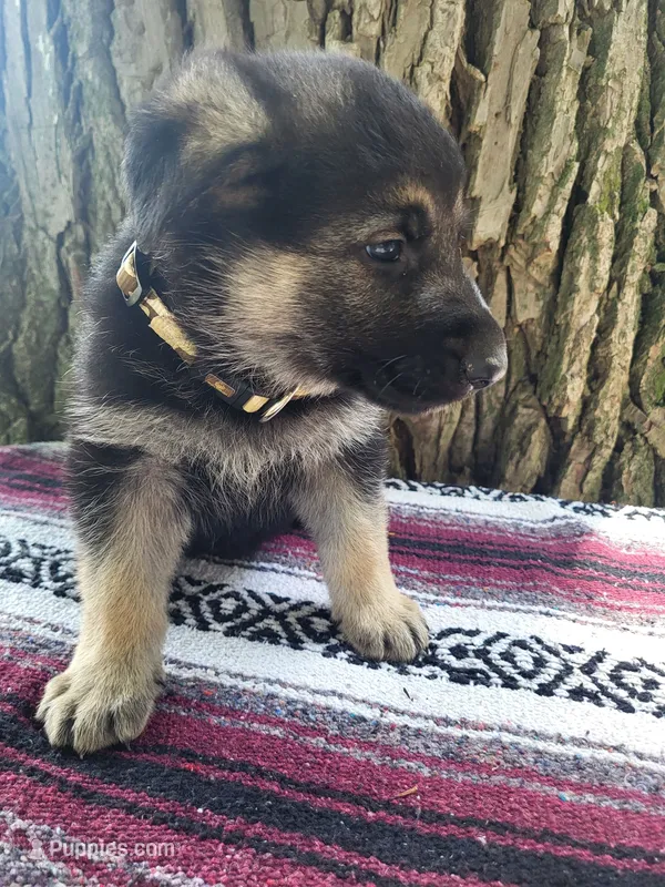 King – German Shepherd Dog puppy for sale in Nappanee, IN