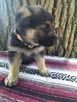 King, a male German Shepherd Dog for sale in Nappanee, IN – 1 of 1