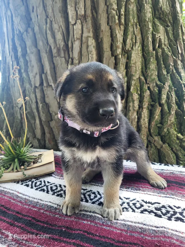 Duchess – German Shepherd Dog puppy for sale in Nappanee, IN