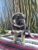 Duchess, a female German Shepherd Dog for sale in Nappanee, IN – 1 of 1