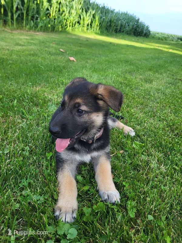 Duchess – German Shepherd Dog puppy for sale in Nappanee, IN