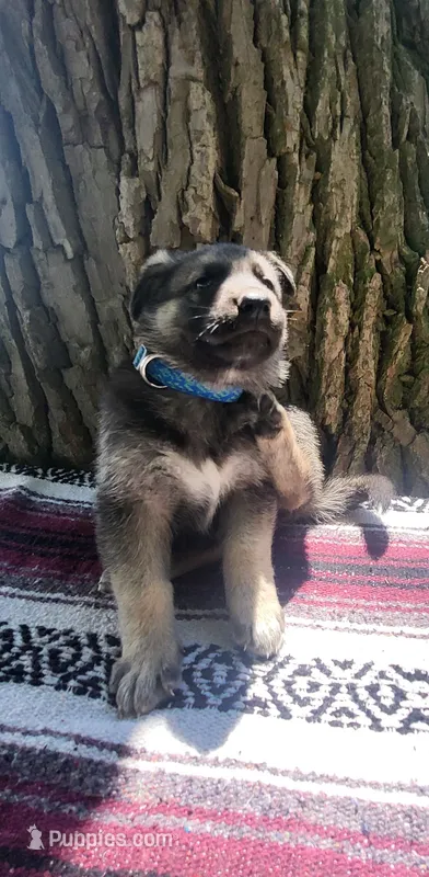 Prince – German Shepherd Dog puppy for sale in Nappanee, IN
