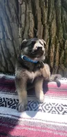 Prince, a male German Shepherd Dog for sale in Nappanee, IN – 1 of 1