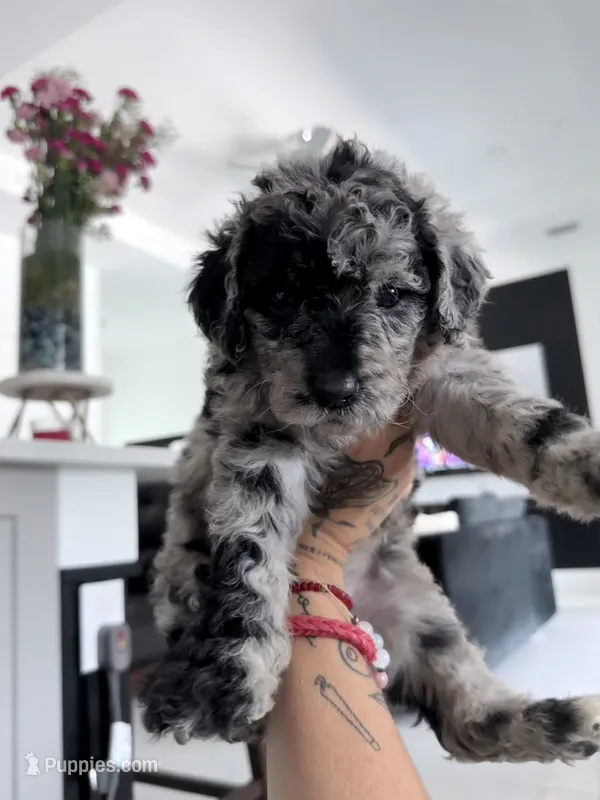 Jade – Aussiedoodle puppy for sale in Cape Coral, FL