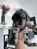 Jade, a female Aussiedoodle for sale in Cape Coral, FL – 1 of 2