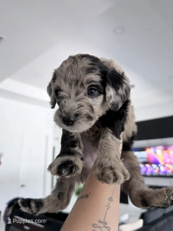 Daisy – Aussiedoodle puppy for sale in Cape Coral, FL