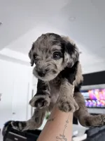 Daisy, a female Aussiedoodle for sale in Cape Coral, FL – 1 of 3