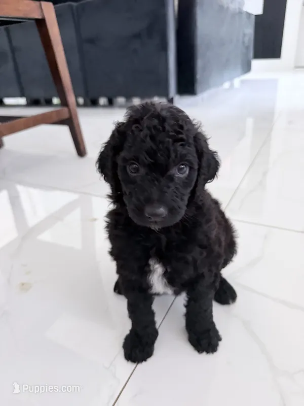 Bear – Aussiedoodle puppy for sale in Cape Coral, FL