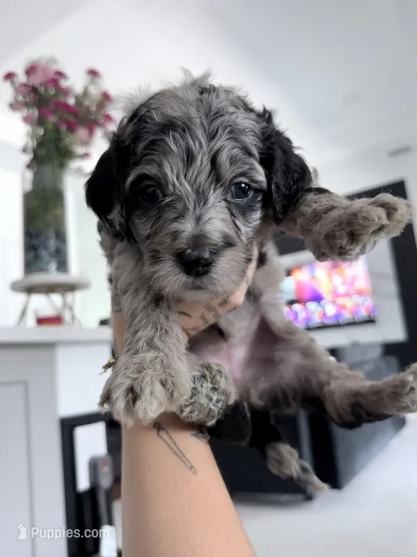Doechii – Aussiedoodle puppy for sale in Cape Coral, FL