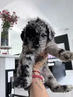 Jade, a female Aussiedoodle for sale in Cape Coral, FL – 2 of 2