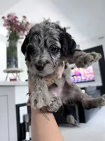 Doechii, a female Aussiedoodle for sale in Cape Coral, FL – 2 of 2