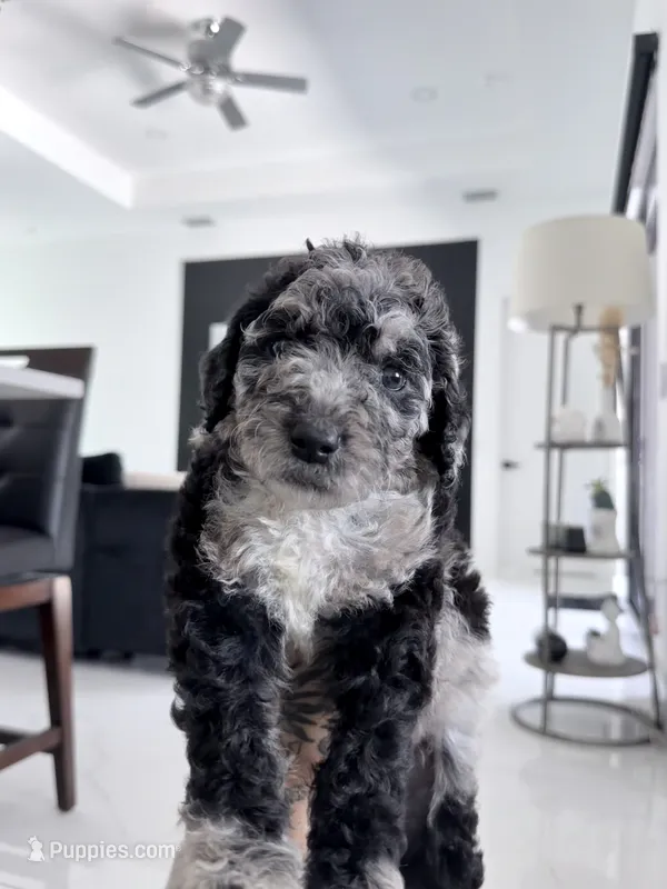 Gauge – Aussiedoodle puppy for sale in Cape Coral, FL
