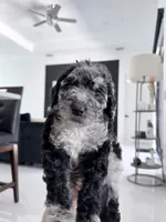 Gauge, a male Aussiedoodle for sale in Cape Coral, FL – 1 of 2