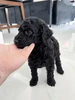 Tyrone, a male Aussiedoodle for sale in Cape Coral, FL – 1 of 1