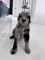 Daisy, a female Aussiedoodle for sale in Cape Coral, FL – 3 of 3