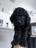 Bear, a male Aussiedoodle for sale in Cape Coral, FL – 2 of 2