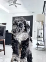 Gauge, a male Aussiedoodle for sale in Cape Coral, FL – 2 of 2