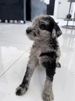 Daisy, a female Aussiedoodle for sale in Cape Coral, FL – 2 of 3